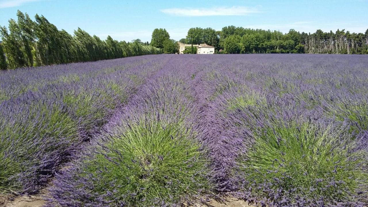 Chambres D'Hotes L'Oreliane En Provence Only Adult Châteauneuf-de-Gadagne Exterior foto